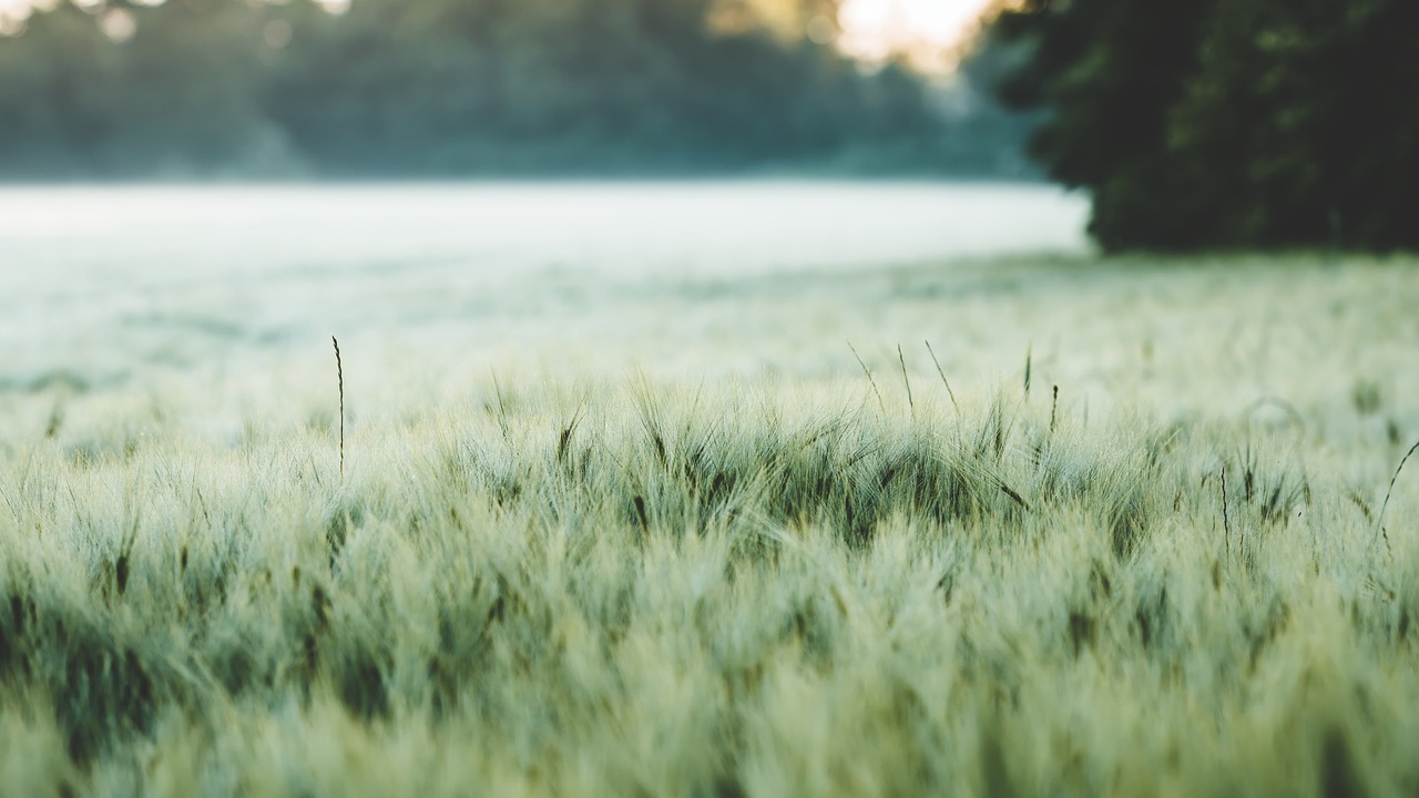 The Importance of Supporting Local Farmers